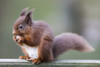 Squirrel eating an acorn; Cumbria, England PosterPrint - Item # VARDPI12279556