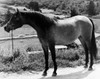 Side profile of a horse standing on a path Poster Print - Item # VARSAL25532266
