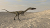 Coelophysis walking through a desert environment Poster Print - Item # VARPSTKVA600096P