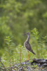 Greater Yellowlegs Standing Alert On Copper River Delta Near Cordova, Southcentral Alaska, Summer PosterPrint - Item # VARDPI2093376