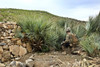 April 14, 2012 - U.S. Army soldier provides security during a patrol in Taghawarq village, Khost province, Afghanistan. Poster Print - Item # VARPSTSTK105966M