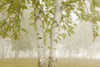 Birch Trees In The Fog; Thunder Bay, Ontario, Canada PosterPrint - Item # VARDPI1877049