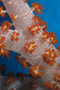 Fiji, South Pacific, Soft Coral, Extreme Close-Up Detail A91G PosterPrint - Item # VARDPI1996869