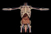 3D rendering of digestive system and male reproductive system Poster Print - Item # VARPSTSTK701161H