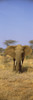Elephant in a field, Samburu National Reserve, Kenya Poster Print - Item # VARPPI78798