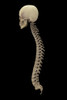 3D rendering of human vertebral column, side view Poster Print