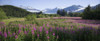 Field Of Fireweed With Coast Mountains And Mendenall Glacier In Background Near Juneau Alaska In The Summer PosterPrint - Item # VARDPI2157730