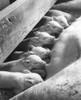 Close-up of piglets eating Poster Print - Item # VARSAL25530724