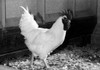Side profile of a rooster Poster Print - Item # VARSAL25525965