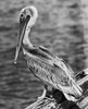 Pelican perching on a rock Poster Print - Item # VARSAL25530342