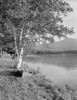 USA  New Hampshire  Shelburne  Androscoggin Lake  birches and boat on bank Poster Print - Item # VARSAL255424040