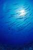 Micronesia, School Blackfin Barracuda, Silhouetted By Sunburst (Sphyraena Genie) PosterPrint - Item # VARDPI2001615