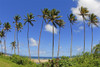 Fiji, Tall Palm Trees Line A Tropical Beach. PosterPrint - Item # VARDPI1985672