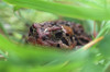 Toad In Grass And Weeds PosterPrint