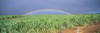 Hawaii, Maui, Double Rainbow Over Sugarcane Field, Full Length Panoramic A21D PosterPrint - Item # VARDPI1997736