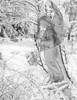 Statue of angel in snowy park Poster Print - Item # VARSAL255416166