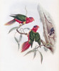 Duchess Of Connaught's Parakeet John Gould Poster Print - Item # VARSAL900140767