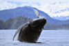 Humpback Wale Breaching In Prince William Sound, Alaska PosterPrint - Item # VARDPI2169618