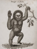 Satyrus, Ourang Outang. Pongo Or Jocko. Engraved By Barlow. PosterPrint - Item # VARDPI1857266