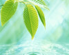 Selective focus close up of green leaves above water ripples in blue Poster Print by Panoramic Images (24 x 20) - Item # PPI117911
