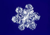 Snowflake Poster Print by Panoramic Images (16 x 12) - Item # PPI125127