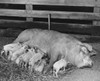 Sow feeding its piglets Poster Print - Item # VARSAL25530805