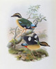 Bengal Pitta John Gould Poster Print - Item # VARSAL900139691