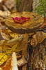 Mushroom With Leaf On It, Algonquin Provincial Park, Ontario. PosterPrint - Item # VARDPI2037452