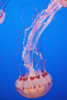 Jellyfish In Aquarium; California, Usa PosterPrint - Item # VARDPI2335507