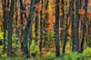 Autumn Sugar Maple, Yellow Birch And Balsam Firtrees. Algonquin Provincial Park, Ontario. Canada. PosterPrint - Item # VARDPI2065465