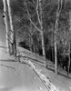 USA  Connecticut  winter in forest Poster Print - Item # VARSAL255423556
