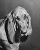 Close-up of a bloodhound Poster Print - Item # VARSAL25531308