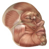 Anatomy of human face muscles Poster Print - Item # VARPSTSTK700154H