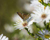 Copper Butterfly (Lycaenidae) seeks nectar from aster blossoms; Astoria, Oregon, United States of America PosterPrint - Item # VARDPI12284953