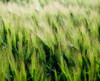 Barley, Co Down PosterPrint - Item # VARDPI1816411