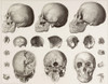 Bones Of The Head. After A 19Th Century Print. PosterPrint - Item # VARDPI1904443