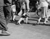 USA  New York City  Manhattan  low section of people walking on 42nd Street Poster Print - Item # VARSAL255422588