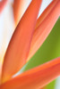 Absttract Close-Up View Of Heliconia PosterPrint - Item # VARDPI1995576
