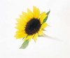 Close up of sunflower Poster Print by Panoramic Images (36 x 30) - Item # PPI117890