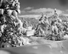 Trees on a snow covered landscape  Tennessee Pass  Colorado  USA Poster Print - Item # VARSAL25539485
