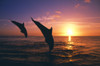 Silhouette Of Two Bottlenose Dolphins Diving, Sunset, Caribbean Sea PosterPrint - Item # VARDPI1783806