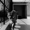 USA  Louisiana  New Orleans  Lioness in zoo Poster Print - Item # VARSAL255420727