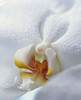 Close up of center of white orchid with yellow center Poster Print by Panoramic Images (14 x 16) - Item # PPI118098