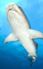 Whitetip reef shark, underside view, Fathers reef, Kimbe Bay, Papua New Guinea Poster Print - Item # VARPSTSJN400011U