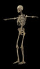 3D rendering of human skeletal system, side view Poster Print - Item # VARPSTSTK701178H