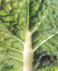 Close up of bumpy vegetable leaf with white stalk Poster Print by Panoramic Images (14 x 16) - Item # PPI118087