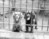 Two dogs with sticking out tongues looking through fence Poster Print - Item # VARSAL255418398