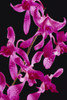 Hawaii, Purple Dendrobium Orchids With Water Droplets, Black Background. PosterPrint - Item # VARDPI1991831