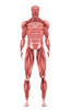 Medical illustration of male muscular system, front view Poster Print - Item # VARPSTSTK700344H