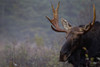 Moose, Algonquin Provincial Park, Ontario. PosterPrint - Item # VARDPI2037454